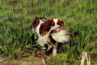 Welshie retrieving