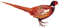 pheasant